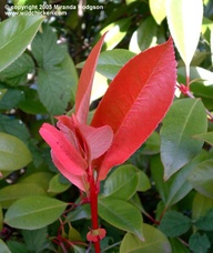 photinia