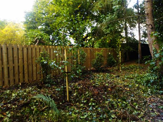 Slatted ‘hit and miss’ garden fencing with planting to foreground, Alder and Holly to integrate with indigenous Trees at The Hermitage in Edinburgh.